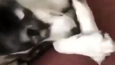 Shy Стесняшки