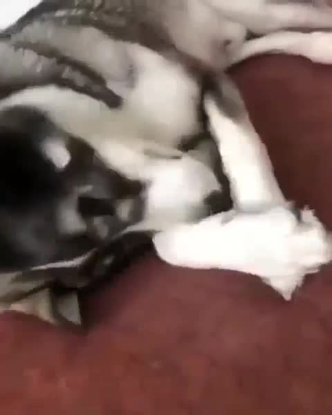 Shy Стесняшки