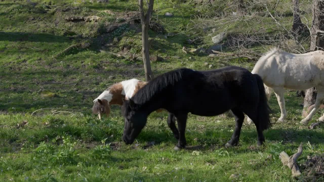 Close-up of wild horses grazing in a forest in the Italian Alps