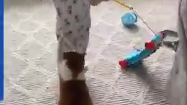 Cat with baby funny fight