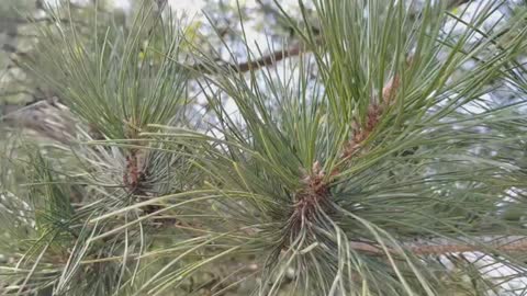 Did I find a pine cone?