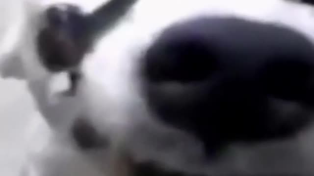 They are so funny !!!