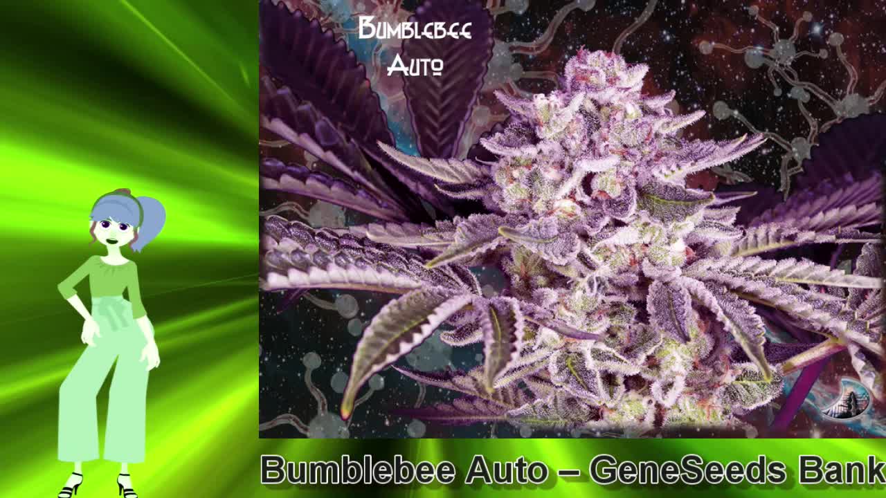 Bumblebee Auto – GeneSeeds Bank