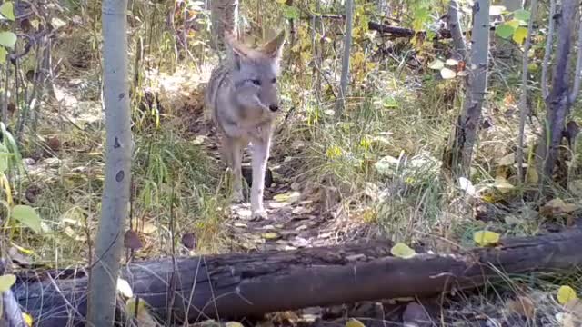 Coyote and Badgers like going hunting together
