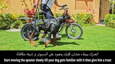 the best solution for dog activity!How to train your dog for SPOOTER 🛴 ازاي تدرب كلبك يمشي بسبوتر