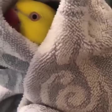 Parrot after bathing. bath towel. he is happy. Really beautiful