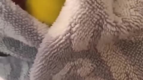 Parrot after bathing. bath towel. he is happy. Really beautiful
