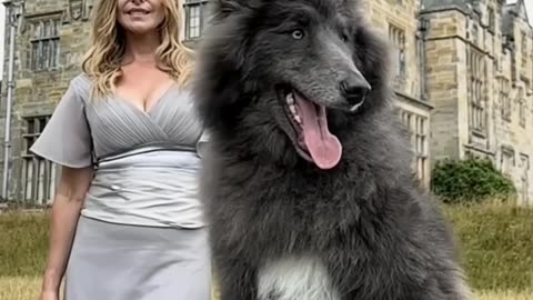 Gigantic Wolf Protects The Woman with Her CASTLE. #wolfs #castle