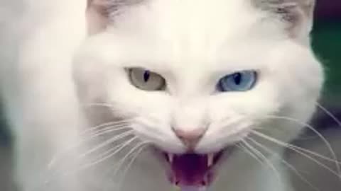Adorable Cat's Playful Voice: Listen and Enjoy!"