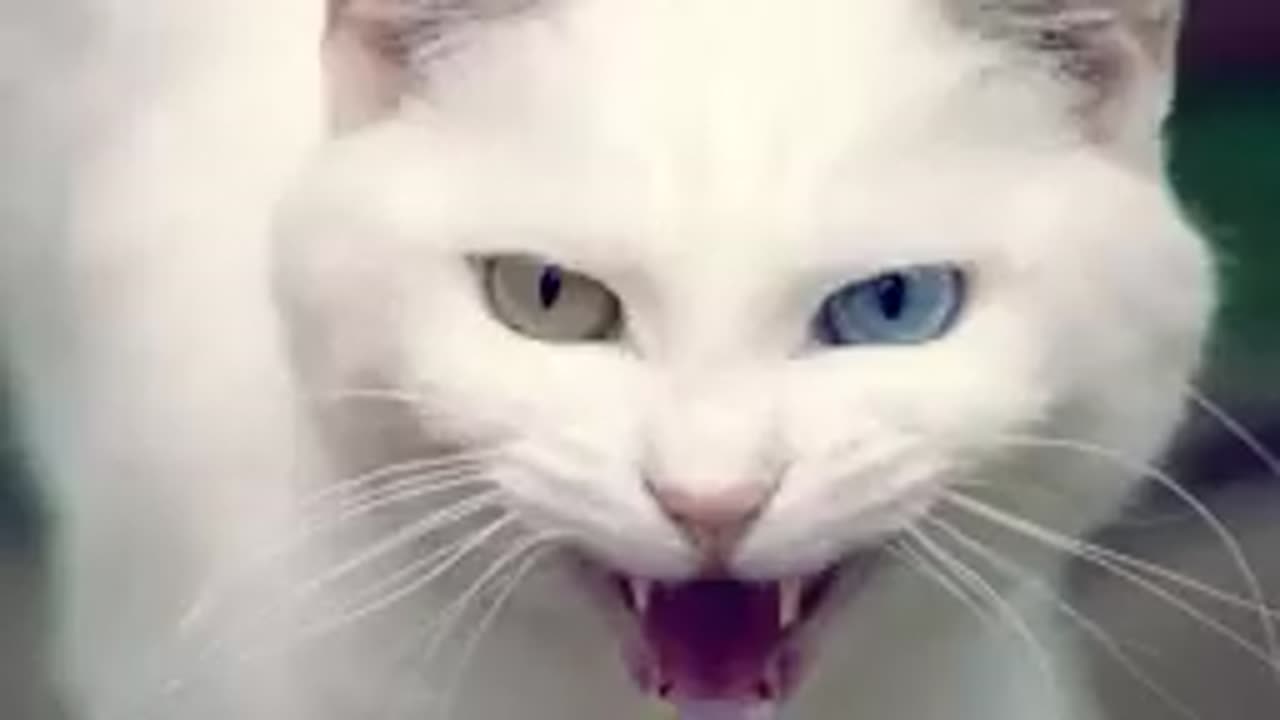 Adorable Cat's Playful Voice: Listen and Enjoy!"