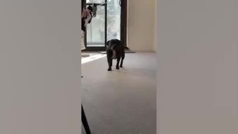 Cute animals