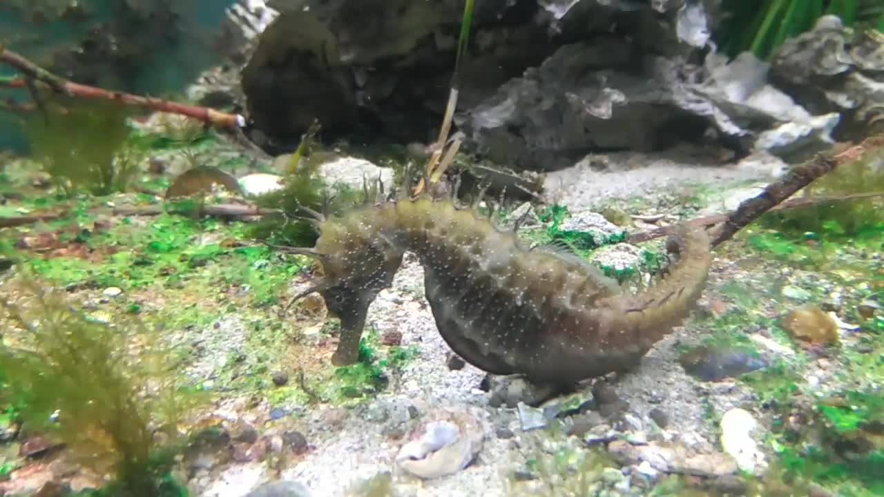 Sea Horse - Underwater HD