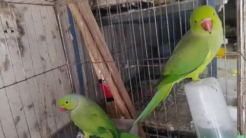 2022 - Ringneck Parrot Price In Bangladesh And India - Tia Pakhir Dam - Grow Lifep3