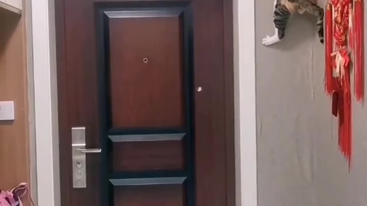 Funny cat video 😂