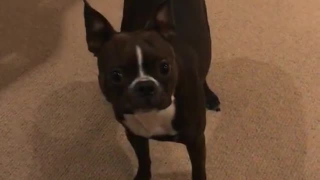 Black dog spins around on carpet