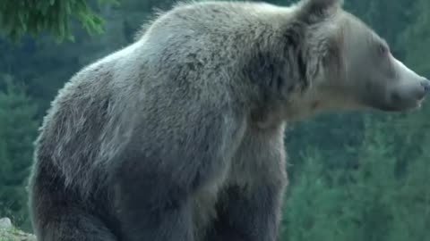 Funny reaction of Bear 🐻