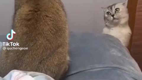 Funny cat arguing