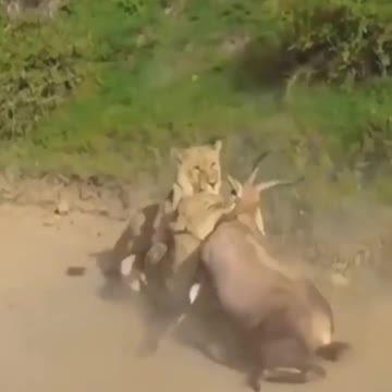 Lion deer cach fighting #Lion_deer_cach_fighting #animals_Nuture #animals_nuture#Lion#deer #recpect