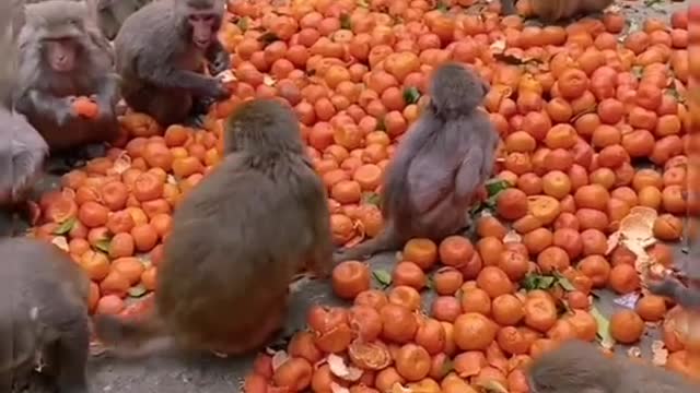 Monkey drama