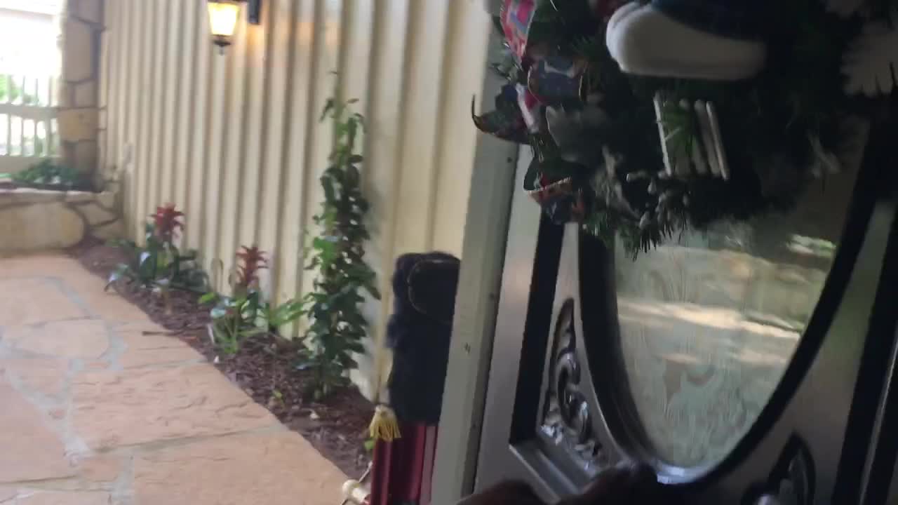 Holiday-loving dog fascinated by new house decorations