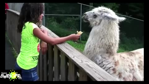 Extremely funny lama spitting compilation