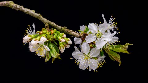 Peach blossoms bloom in spring