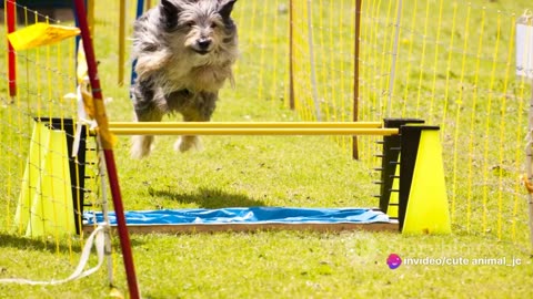 Doggy Fitness: Fun Exercises to Keep Your Pup Active