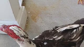 Front Porch Ducks