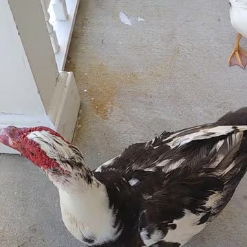 Front Porch Ducks