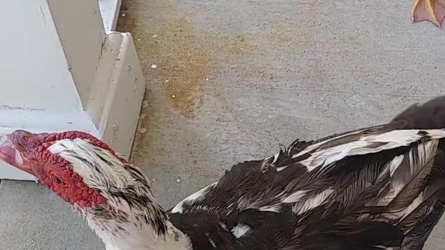Front Porch Ducks