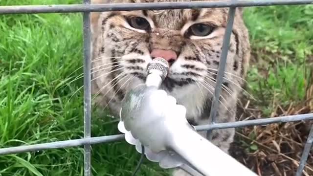 Wild Cat Hissing Meowing to Check his Health