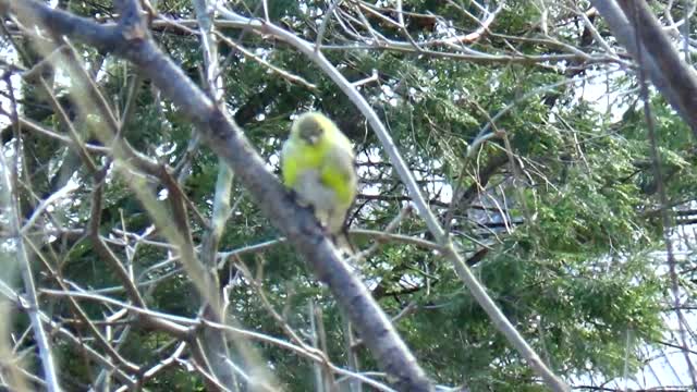 Yellow Finch