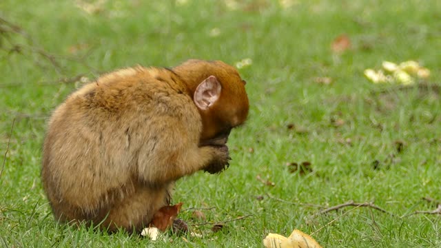 Nice monkey enjoying a beautiful piece of bread!