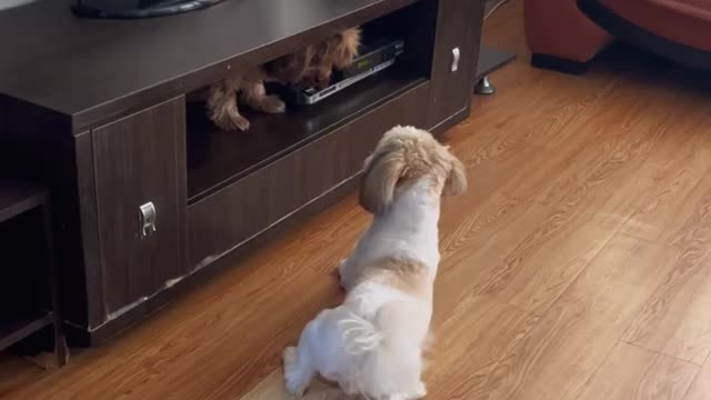 Nice funny dog video