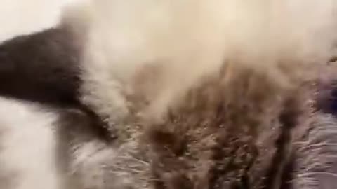 Aww Cute Cats Videos