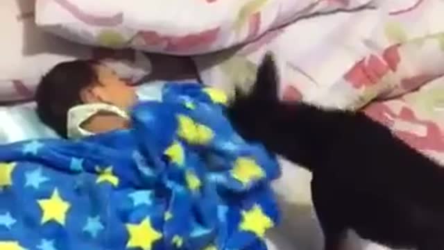 A dog putting baby to sleep and covering him