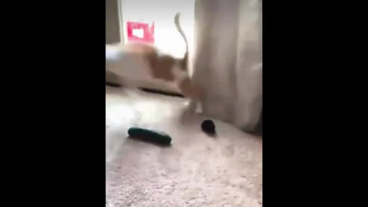 Pet funny collection!!!!!!!!!!!!1
