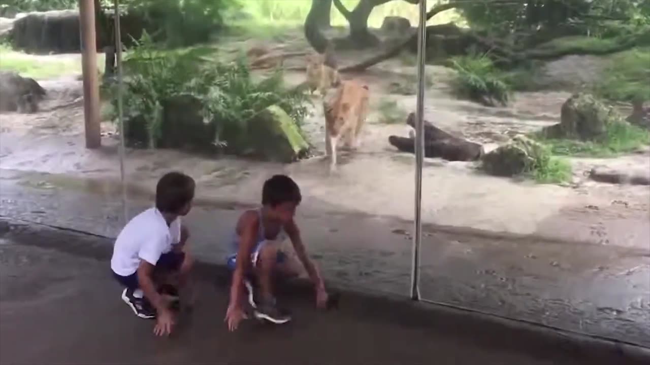 Funny Dogs, Cats and Animals Videos TRY Not to Laugh!