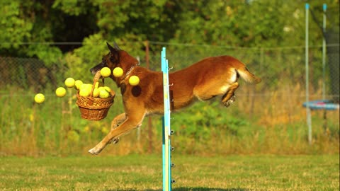 Dog Running