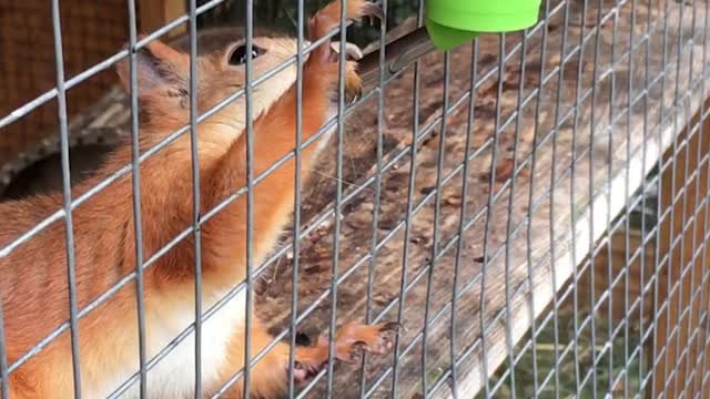 Funny game of a cat with a squirrel