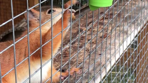 Funny game of a cat with a squirrel