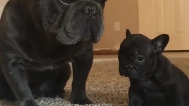 Funny Little Animals