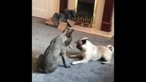 Pug Throws Hissy Fit Over French Bulldog's Bone