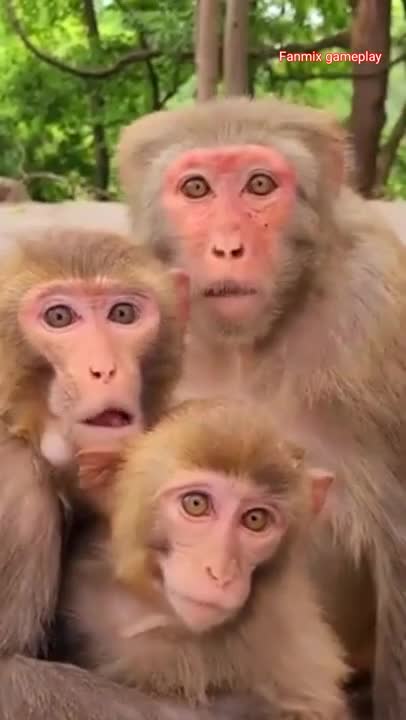 monkey baby #cute #monkey #short comedy video#short #shortsvideo #shorts #funny