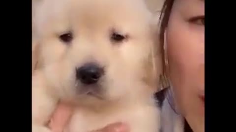 Cute dogs and funny puppies