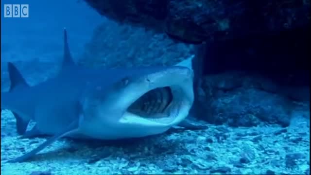 Avoid Sharks! | Turtle's Guide to the Pacific | BBC Earth