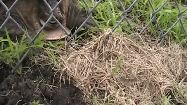 Snapping Turtle Gets Help