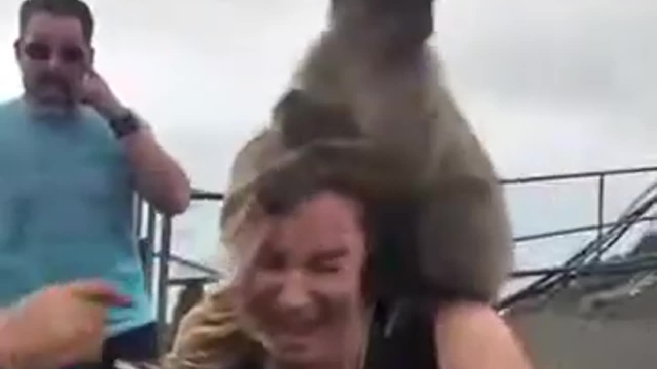 Animal funny moments