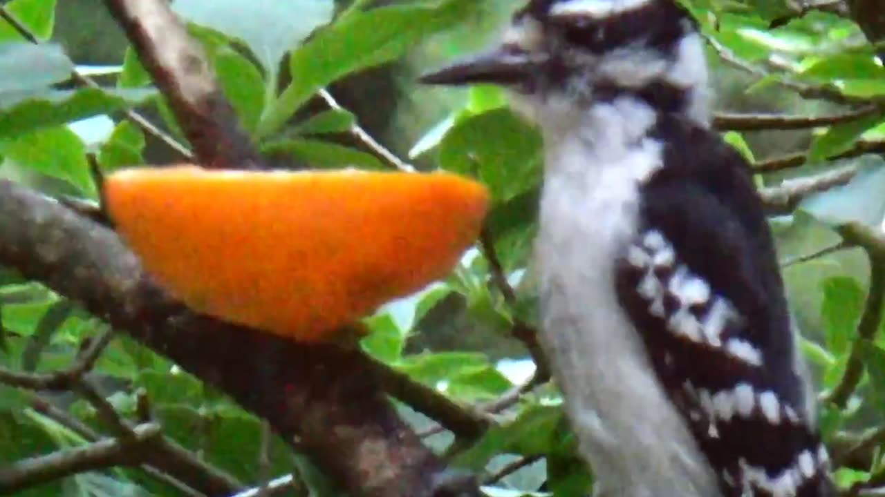 Downey Woodpecker