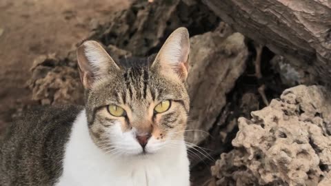 Y2mate yuo, cute cat 🐈 meow